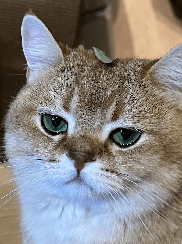 Toast the cat